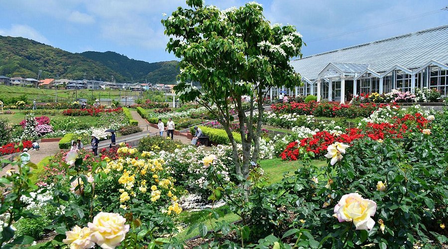 🌹 시마다시 장미 언덕 공원(시마다시바라노오카코엔) 이미지 6